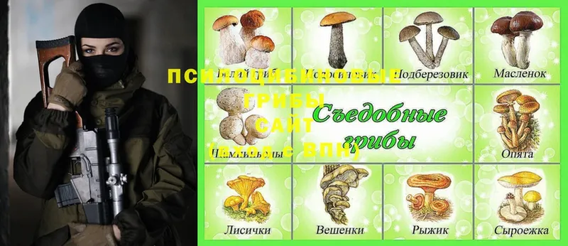 цены наркотик  Гагарин  Галлюциногенные грибы MAGIC MUSHROOMS 