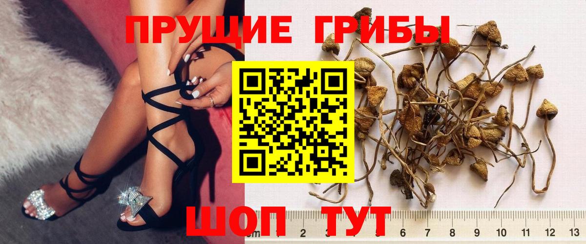 Гагарин  Псилоцибиновые грибы Cubensis  Вход с VPN 